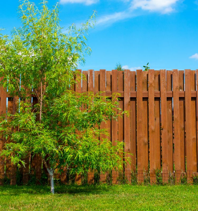 Here's an alt tag for the image: Young tree beside brown wooden fence.